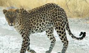 Leopard Sighting Causes Alarm on Tirumala Ghat Road; Devotees and Locals Panicked!