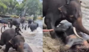 Tragic Incident at Dubare Camp: Chennai Tourist Trampled to Death by Dasara Elephant
