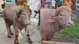 Trump-Like Looks Save an Albino Buffalo From Sacrifice; Safely Moved to Bangladesh National Zoo