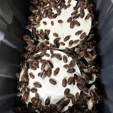 Cockroach Kingpin: Oh My God! Lakhs of Cockroaches at One Place; Strange Business Busted in Australia