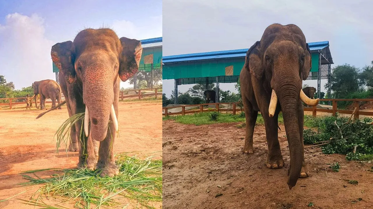 Two Kumki Elephants to Be Deployed in Manyam District to Tackle Wild Elephant Threat