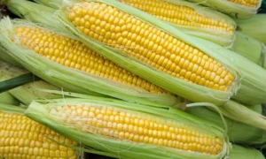 Sweet Corn: A Tasty Food Packed With Essential Nutrients