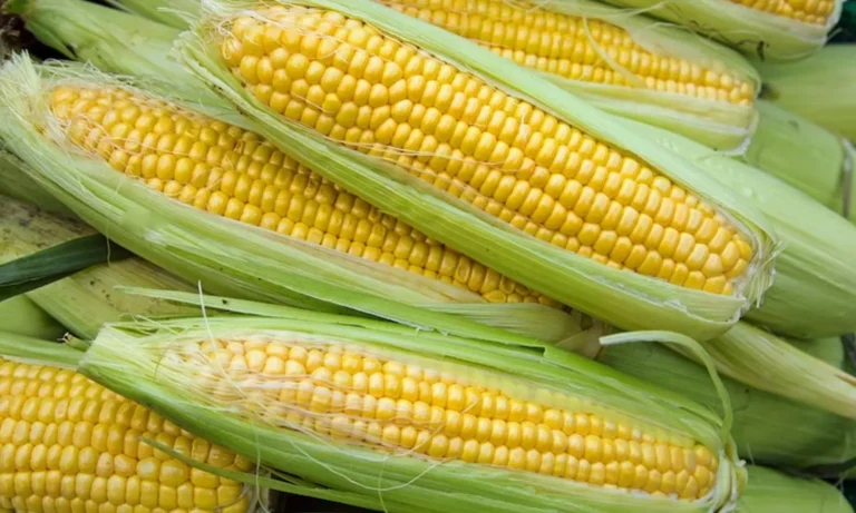Sweet Corn: A Tasty Food Packed With Essential Nutrients