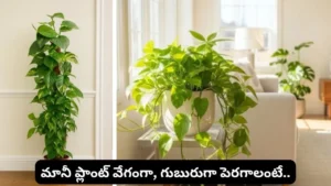 Money Plant Growing Tips: Simple Ways to Make It Grow Faster