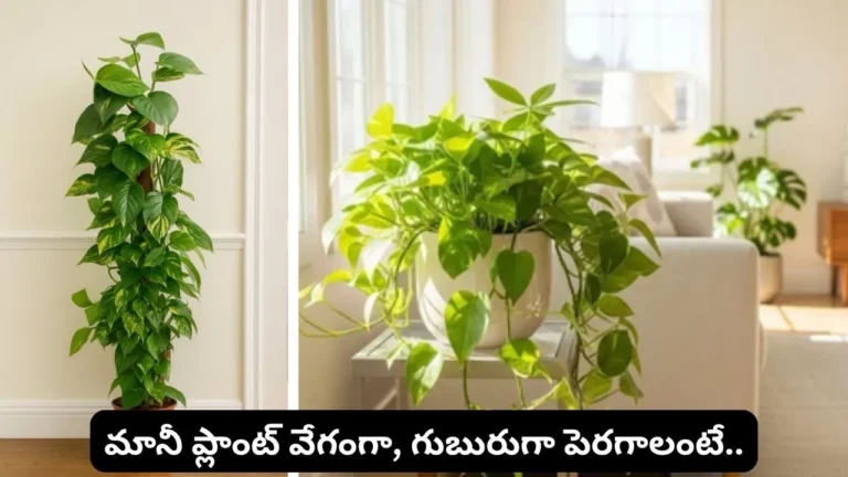 Money Plant Growing Tips: Simple Ways to Make It Grow Faster