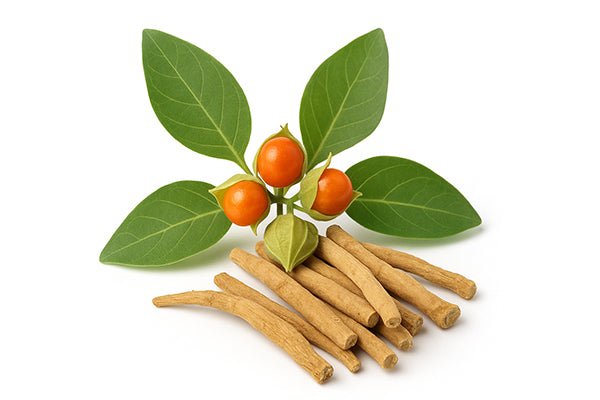 Large clinical trial finds 24 weeks of Ashwagandha well tolerated without liver or kidney injury..
